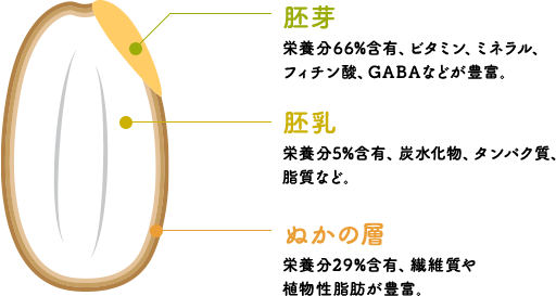 胚芽・胚乳・ぬかの層
